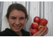 PINK CRISP APPLES 1KG BAG